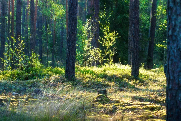 Paesaggio Forestale Bella Foresta Estiva Mattino Sfondo Verde Natura Fotografia Stock