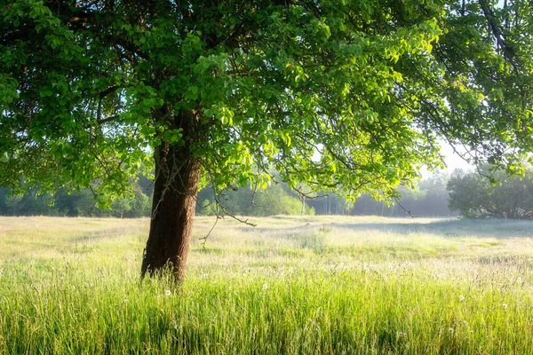 Fundo Verão Bela Paisagem Árvore Sozinha Entre Prado Com Grama — Fotografia de Stock