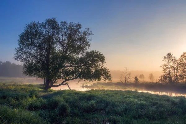 Morgen Landschaft Von Einsamen Baum Bleiben Der Nähe Des Flusses — Stockfoto