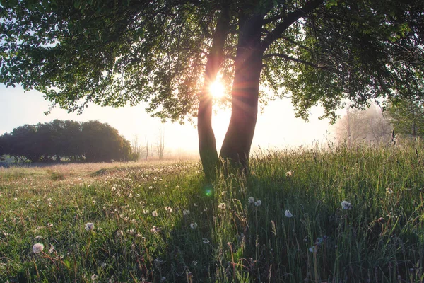 Naturliga Landskap Sommarsoluppgång Solstrålar Skiner Genom Trädstammen — Stockfoto
