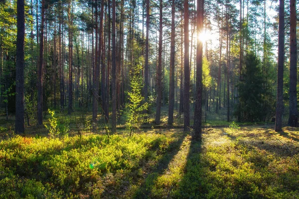 Szenischer Hintergrund Sommersonniger Tag Wald Sonnenstrahlen Die Durch Baumstämme Scheinen — Stockfoto