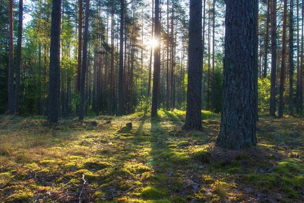 Słoneczne Tło Zachód Słońca Lesie Światła Przez Liście Drzew — Zdjęcie stockowe