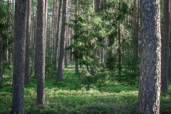 Contexte Naturel Été Une Forêt Pins Rayons Soleil Parmi Les — Photo