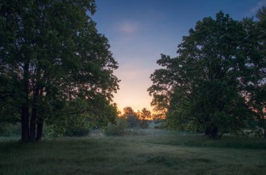 Manzara manzarası. Erken gün doğumu. Yüksek yeşil çimenleri ve ender ağaçlarıyla sisli çayırların güzel arka planı