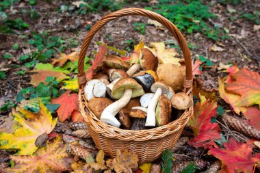 Sonbahar arkaplanı. Porcini mantarı dolu sepet ormandaki yaprakların üzerinde duruyor..