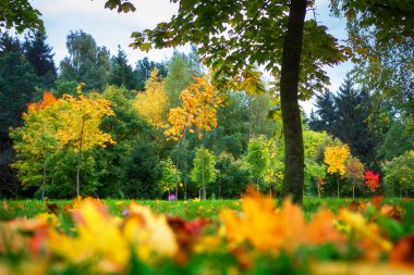 Sonbahar parkı. Parkın renkli manzarası. Kırmızı, sarı, yeşil yapraklı ağaçlar ve yeşil çimenler. Ağaçların arasındaki küçük çayır.