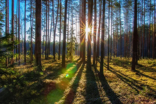 Sommarutsikt Vackert Landskap Tallskog Solstrålar Skiner Genom Trädstammar Skuggor Gräs — Stockfoto
