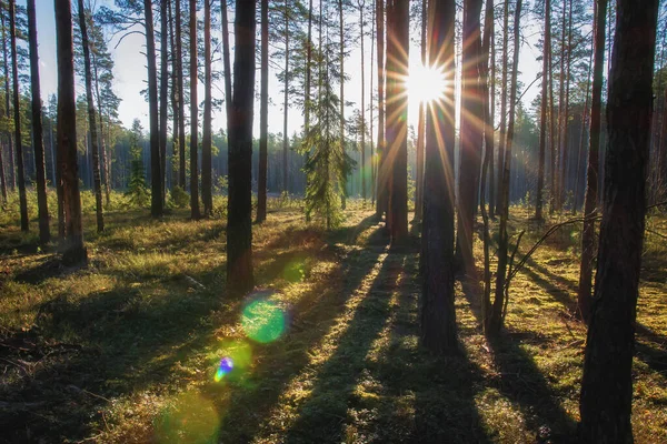Natürliche Sommersicht Sonniger Tag Kiefernwald Sonnenuntergang Letzte Sonnenstrahlen Die Durch — Stockfoto