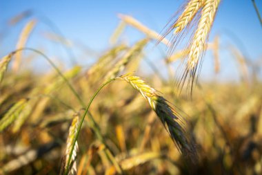 Tarlaya yakın çekim buğday filizi. Hasat. Güneşli bir sabahta tarlanın arka planı. 