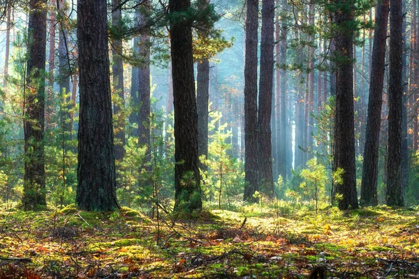 美丽的风景秀丽的松树林 阳光灿烂的晨曦 阳光照射在树干上 树的阴影 免版税图库照片