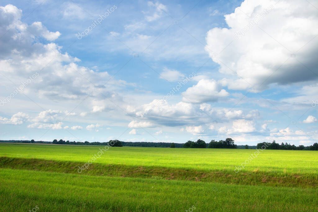 Summer scenery of green field with cloudy sky in sunny day. White clouds are low above green field. Green grass. Forest on horizont.