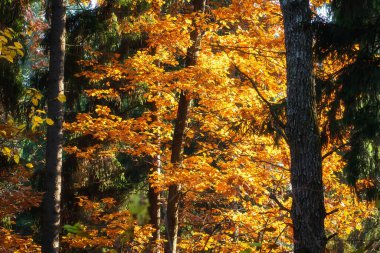 Sonbahar manzarası. Sarı yapraklı ağaç dalları. Düşen yapraklar. Sarı yapraklar üzerinde güneş ışığı.