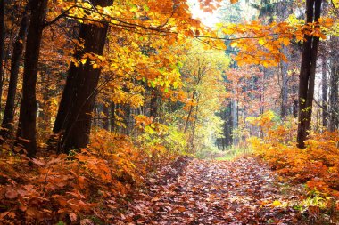 Sonbahar ormanlarının manzarası. Sonbaharın sonunda. Düşen sarı, orman yolunda terk edilmiş. Koyu renkli ağaç gövdeleri.