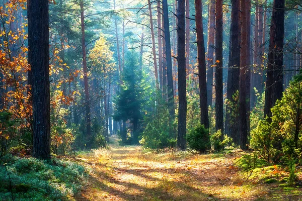 Paesaggio Ottobre Caduta Tardiva Strada Forestale Foglie Gialle Cadute Sulla Fotografia Stock