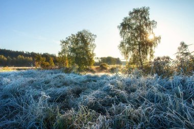 Sonbahar manzarası. - Günaydın. İlk dondurmalar. Çayır. Çimlerin üzerinde kar toprağı.