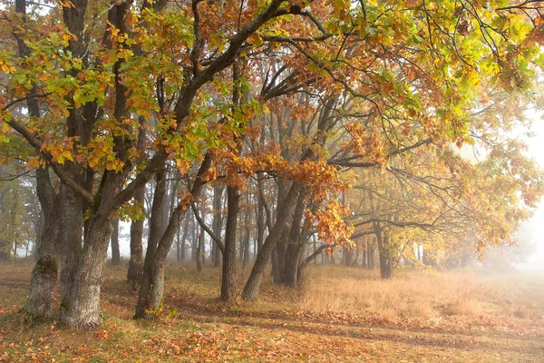Herbstlandschaft Ein Nebliger Morgen Gelbes Laub Bäumen Eichen Waldstraße Trockenes — Stockfoto