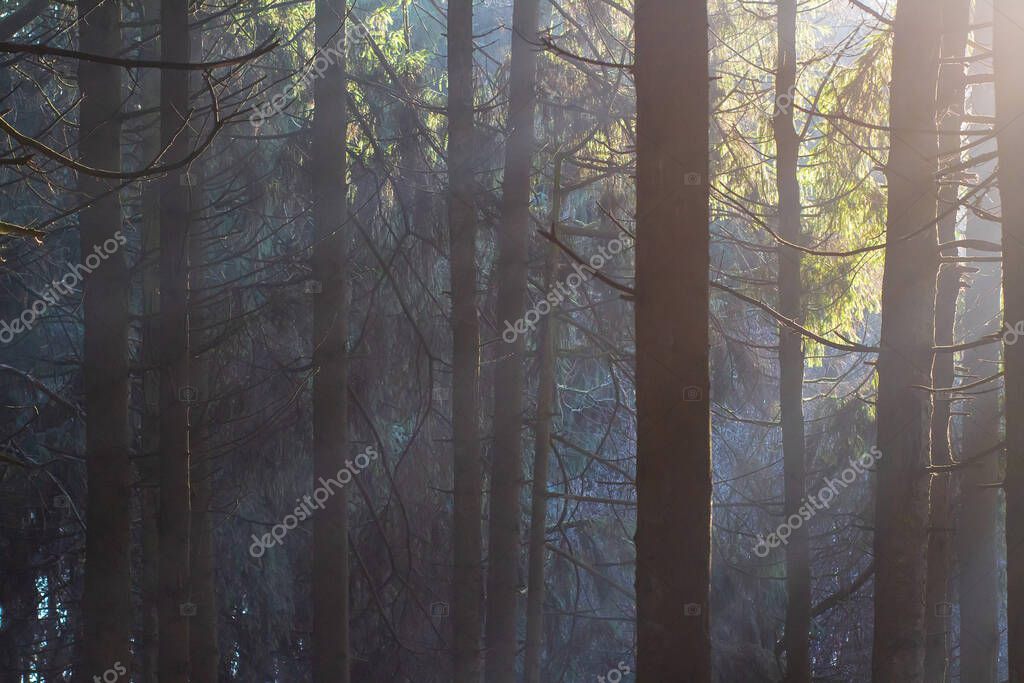 Фотообои Autumn landscape. Dark woods. Mist. Pines. Sunbeams make way through dark trunks. 