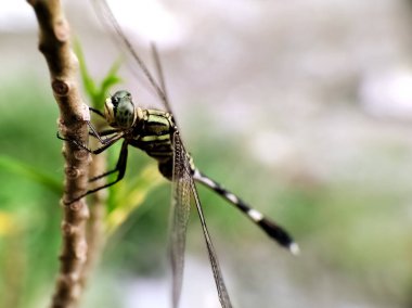 İnce gövdeli bir yusufçuk ve açık, zarlı kanatları bir dala bağlı.. 