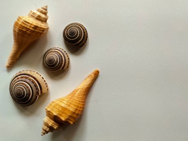 desenli beyaz bir yüzey üzerindeki deniz kabukları kahverengi ve krem rengi konsantrasyon desenleri gösterir.. 