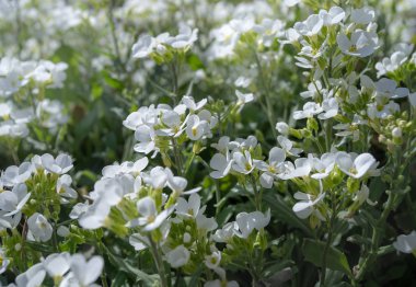 çayırlarda bahar çiçek ve çiçek yatakları