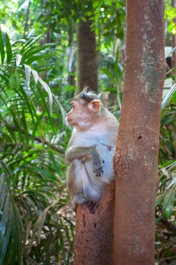 ormanda bir ağaç üzerinde maymun