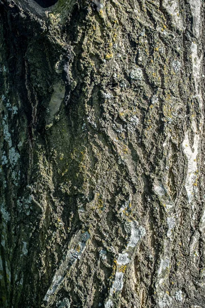 Træstamme Bark Tekstur Baggrund - Stock-foto