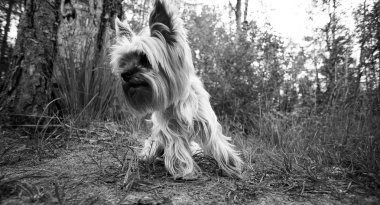 doğanın kucağında küçük köpek 