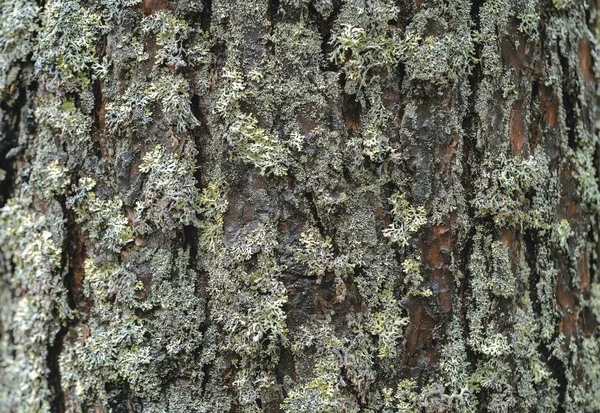 Casca Tronco Pinheiro Florestal — Fotografia de Stock