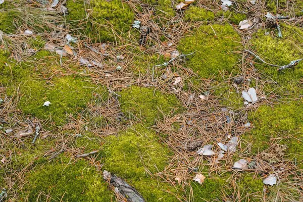 Groenbos Mossen Van Noord Europa Met Dennennaalden — Stockfoto