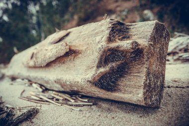 deniz baston ağacı kutusu kiriş ağacıkumlu plajda fırtına dalgaları tarafından atılan eski çürük