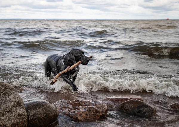 Black dog emerges from the depths of the sea