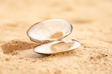 Baltık Denizi 'ndeki kumsal. Finlandiya Körfezi. Yaz. Kayalar ve midye kabukları. Midyeler ve kabuklar, ahşap ve taşlar, kaba kum ve su.