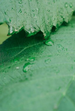 Yağmurdan sonra parktaki yağmur damlasından sonra yeşil yapraklı ve yeşil yapraklı.