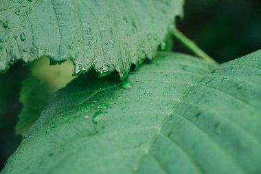 Yağmurdan sonra parktaki yağmur damlasından sonra yeşil yapraklı ve yeşil yapraklı.