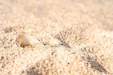 Baltık Denizi 'ndeki kumsal. Finlandiya Körfezi. Yaz. Kayalar ve midye kabukları. Midyeler ve kabuklar, ahşap ve taşlar, kaba kum ve su.