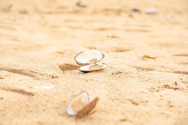 Sandy Beach Baltic Sea Gulf Finland Summer Rocks Mussel Shells — Stock Photo, Image
