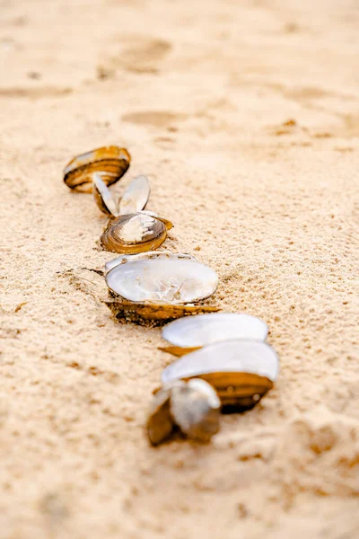 Praia Areia Mar Báltico Golfo Finlândia Verão Pedras Conchas Mexilhão — Fotografia de Stock