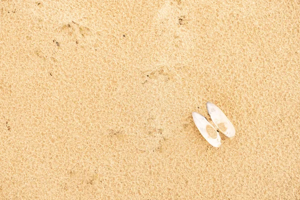 Praia Areia Mar Báltico Golfo Finlândia Verão Pedras Conchas Mexilhão — Fotografia de Stock