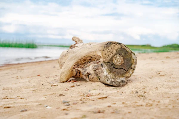 Sandstrand Der Ostsee Finnischer Meerbusen Sommer Felsen Und Muschelschalen Muscheln — Stockfoto