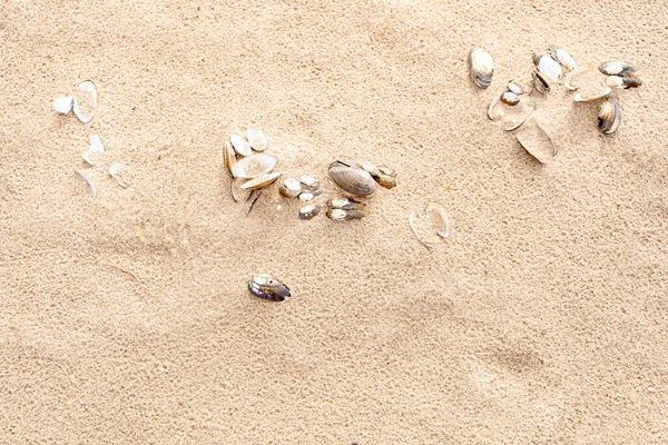 Песчаный Пляж Балтийском Море Финский Залив Саммер Камни Раковины Мидий — стоковое фото