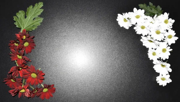 Kartpostal köşesinde siyah bir zemin üzerine beyaz ve kırmızı papatya vardır.