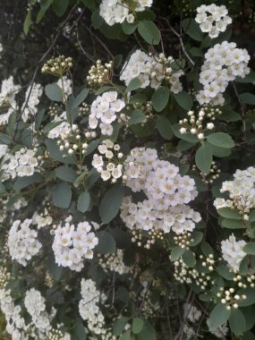 Gelinlik çelengi demetleri, sarı merkezli küçük beyaz çiçek demetleri, yeşil yapraklı çalıların üzerinde gün ışığında yakalandı.