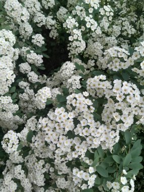 Gelinlik çelengi demetleri, sarı merkezli küçük beyaz çiçek demetleri, yeşil yapraklı çalıların üzerinde gün ışığında yakalandı.