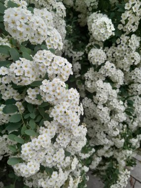 Gelinlik çelengi demetleri, sarı merkezli küçük beyaz çiçek demetleri, yeşil yapraklı çalıların üzerinde gün ışığında yakalandı.