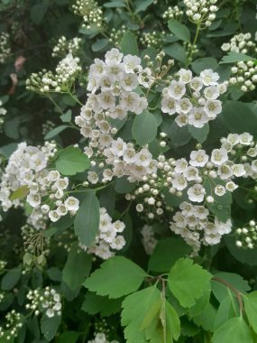 Gelinlik çelengi demetleri, sarı merkezli küçük beyaz çiçek demetleri, yeşil yapraklı çalıların üzerinde gün ışığında yakalandı.
