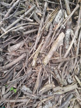 Birçok dökülen yaprak, sonbahar parkı, ormanda yere düşen kuru yapraklardan bir halı.
