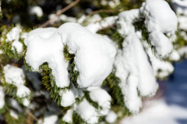 Her zaman yeşil olan ağaç dallarında büyük, kabarık kar oluşumları