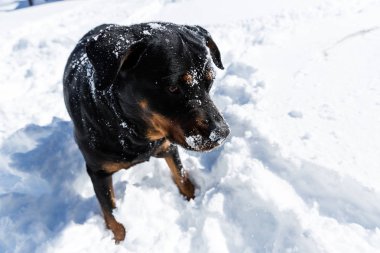Rottweiler bir avluda taze kar yağışı oynuyor