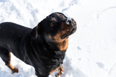 Rottweiler bir avluda taze kar yağışı oynuyor