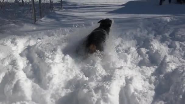 Pies Gra Świeżym Głębokim Śniegu Podwórku — Wideo stockowe